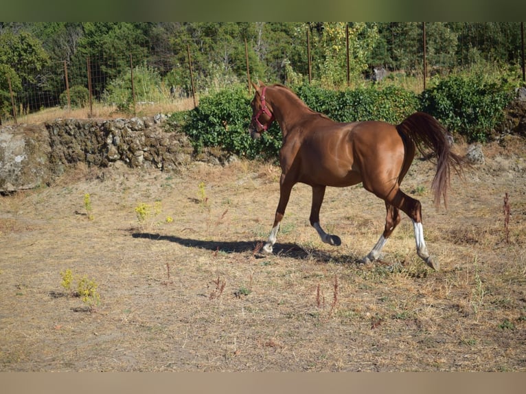 Ägyptischer Araber Hengst 5 Jahre Fuchs in Bejar