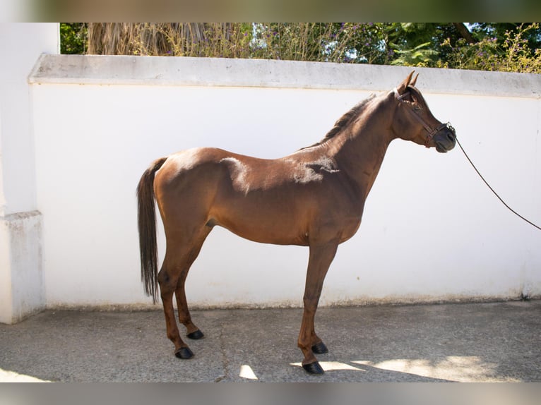 Ägyptischer Araber Hengst 6 Jahre 151 cm Fuchs in Sevilla