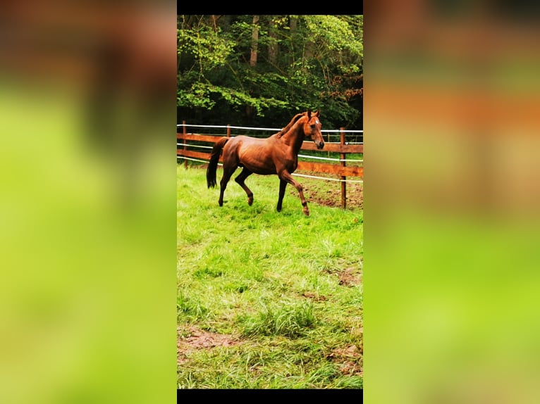 Ägyptischer Araber Hengst 7 Jahre 148 cm Fuchs in Thaleischweiler-Fröschen