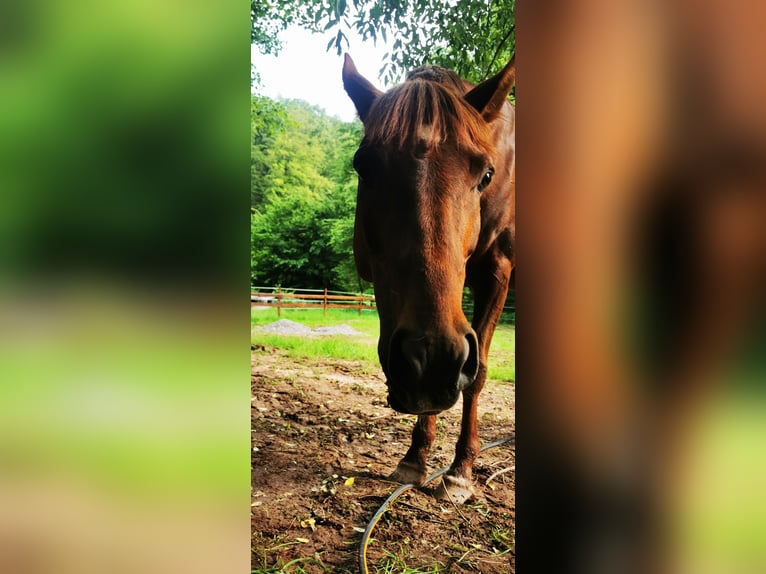 Ägyptischer Araber Hengst 7 Jahre 148 cm Fuchs in Thaleischweiler-Fröschen