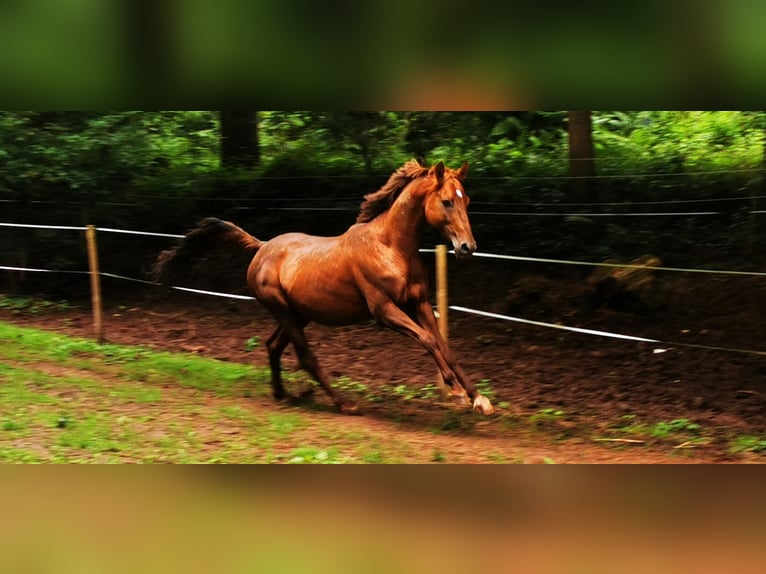 Ägyptischer Araber Hengst 7 Jahre 148 cm Fuchs in Thaleischweiler-Fröschen