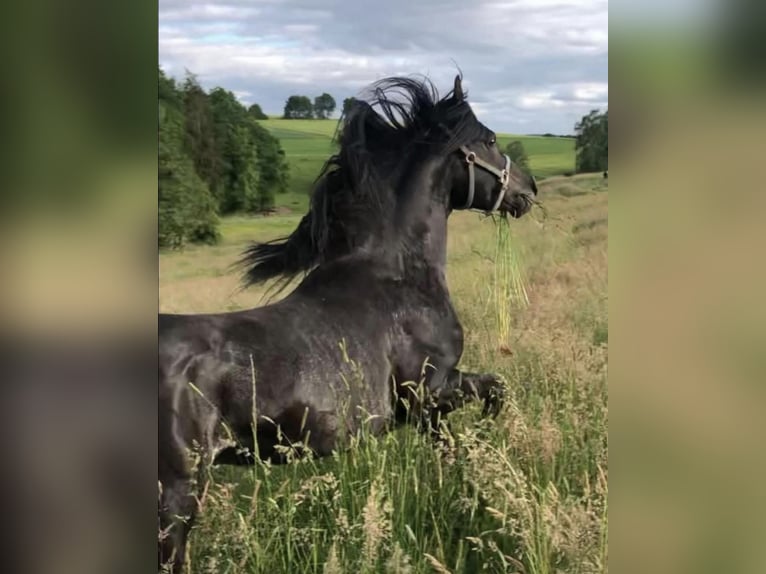 Ägyptischer Araber Hengst 7 Jahre 152 cm Rappe in Haunetal