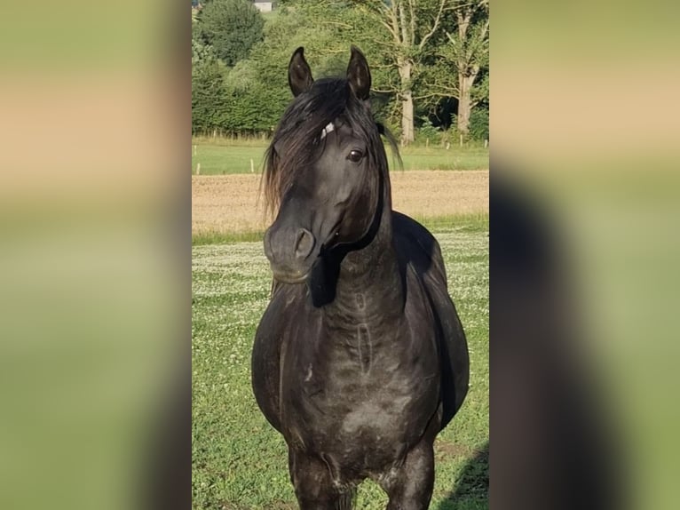 Ägyptischer Araber Hengst 7 Jahre 152 cm Rappe in Haunetal