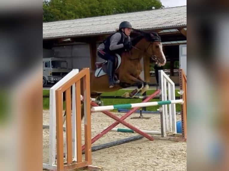 Ägyptischer Araber Hengst 8 Jahre 148 cm Brauner in La Croix-de-Rozon