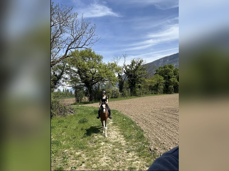 Ägyptischer Araber Hengst 8 Jahre 148 cm Brauner in La Croix-de-Rozon