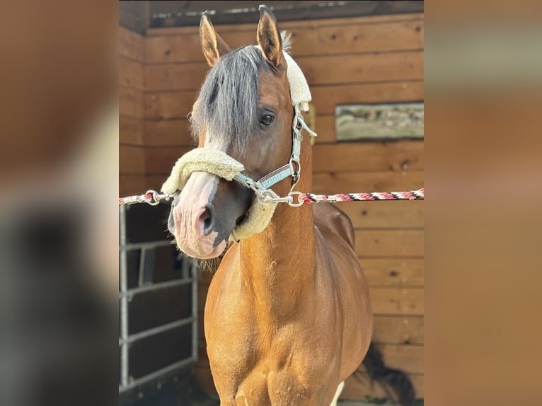 Ägyptischer Araber Hengst 8 Jahre 148 cm Brauner in La Croix-de-Rozon