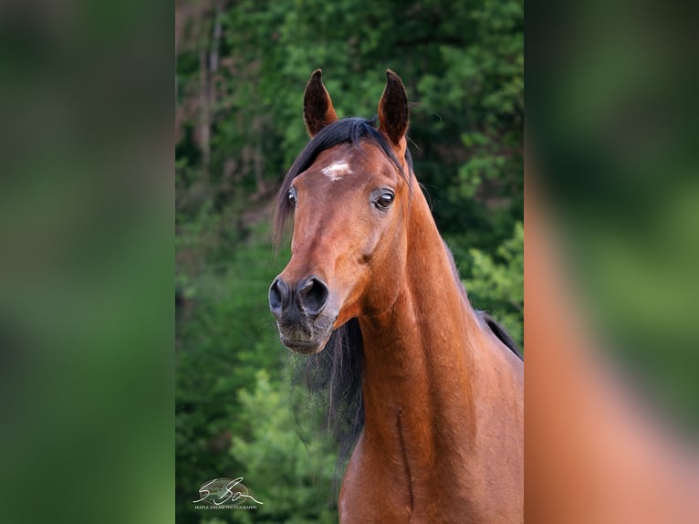 Ägyptischer Araber Hengst 8 Jahre 157 cm Brauner in Biesdorf