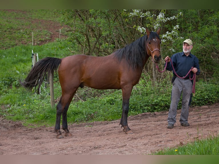 Ägyptischer Araber Hengst 8 Jahre 157 cm Brauner in Biesdorf
