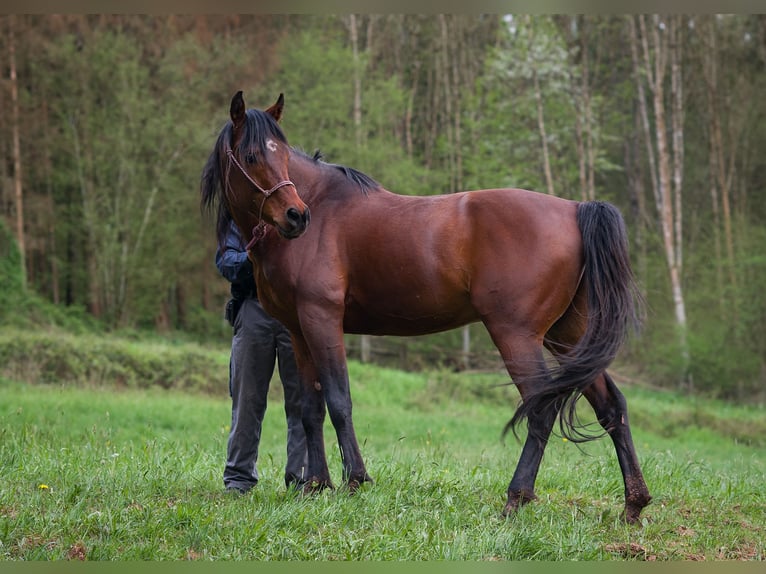Ägyptischer Araber Hengst 8 Jahre 157 cm Brauner in Biesdorf