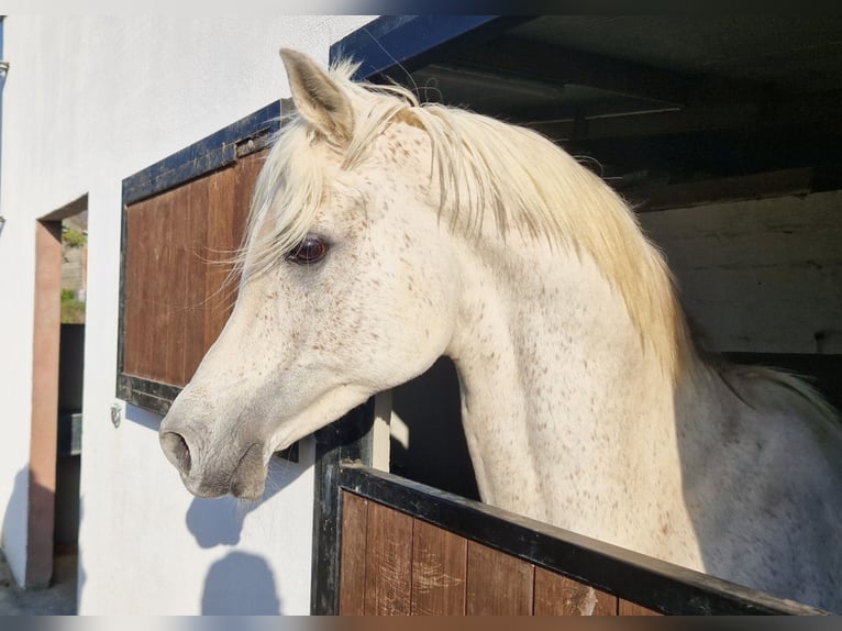 Ägyptischer Araber Hengst Fliegenschimmel in WillebringenBoutersem