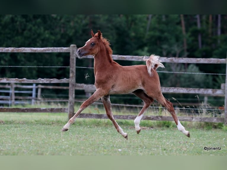 Ägyptischer Araber Hengst Fohlen (04/2025) 152 cm Fuchs in Burglengenfeld