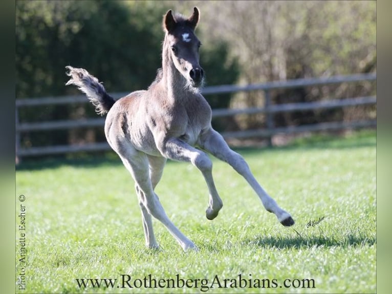 Ägyptischer Araber Hengst Fohlen (03/2025) 153 cm in Monheim
