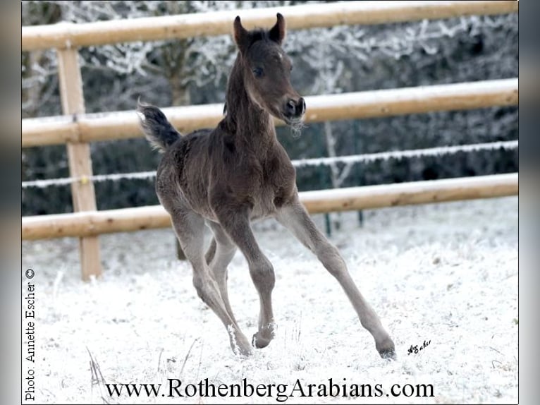 Ägyptischer Araber Hengst Fohlen (01/2024) 154 cm Rappe in Monheim