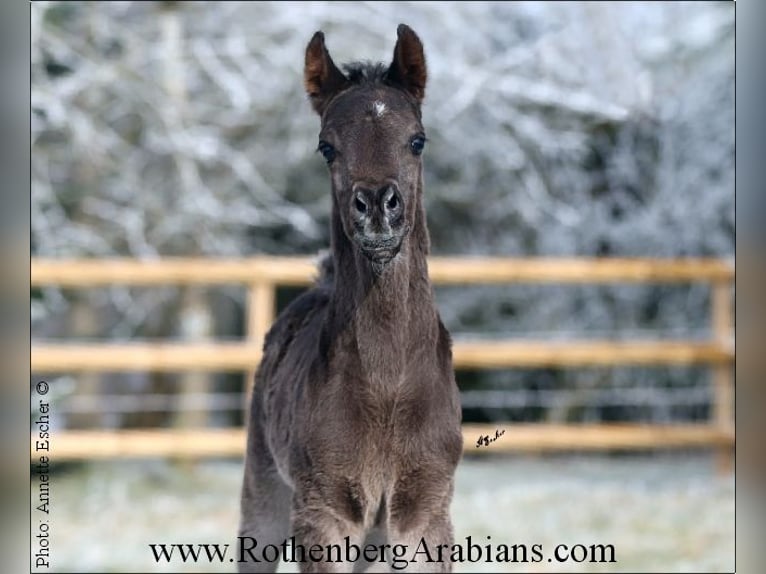 Ägyptischer Araber Hengst Fohlen (01/2024) 154 cm Rappe in Monheim