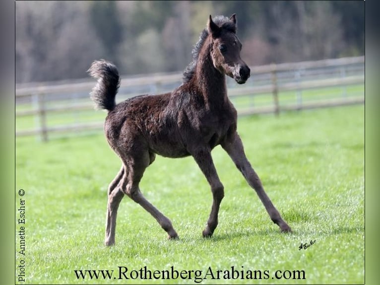 Ägyptischer Araber Hengst Fohlen (01/2024) 154 cm Rappe in Monheim