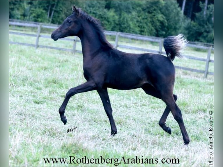 Ägyptischer Araber Hengst Fohlen (01/2024) 154 cm Rappe in Monheim