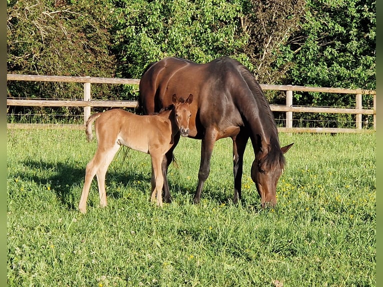 Ägyptischer Araber Hengst Fohlen (02/2026) 154 cm Rappe in Monheim