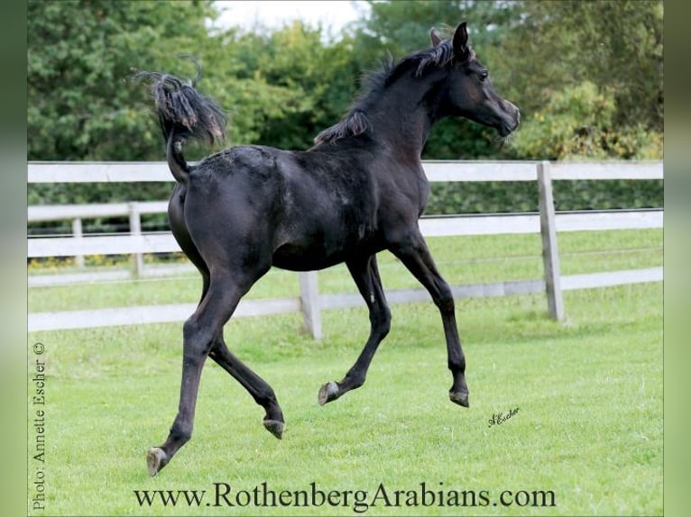 Ägyptischer Araber Hengst Fohlen (04/2025) 154 cm Rappe in Monheim