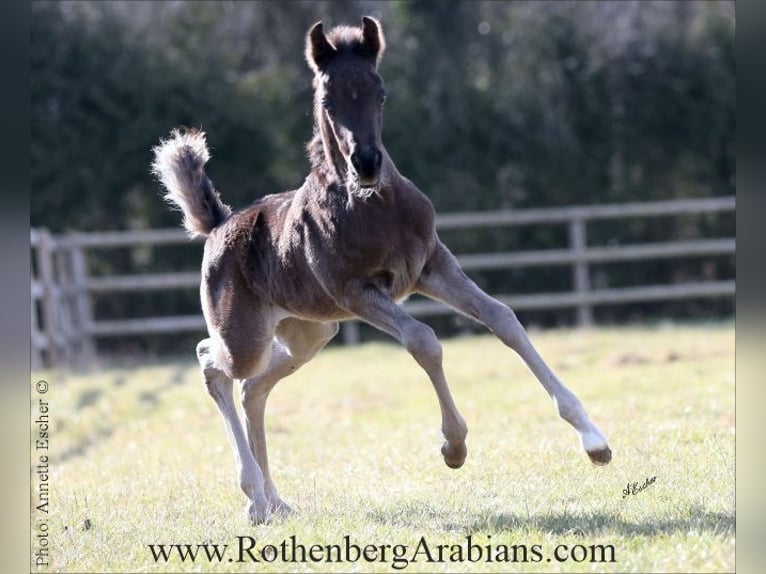 Ägyptischer Araber Hengst Fohlen (04/2025) 154 cm Rappe in Monheim