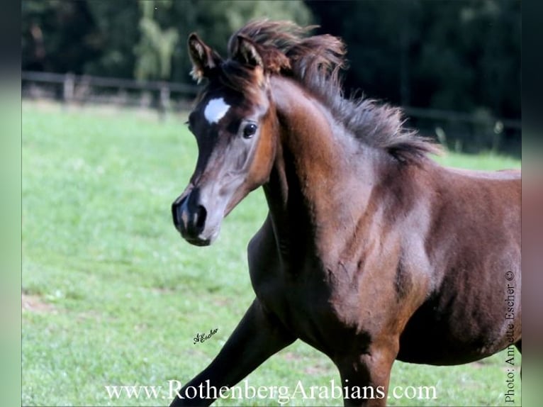 Ägyptischer Araber Hengst Fohlen (03/2025) 154 cm Rappe in Monheim