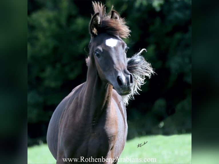Ägyptischer Araber Hengst Fohlen (03/2025) 154 cm Rappe in Monheim