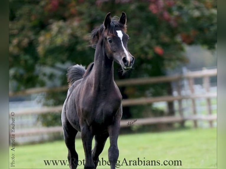 Ägyptischer Araber Hengst Fohlen (03/2025) 155 cm Rappe in Monheim