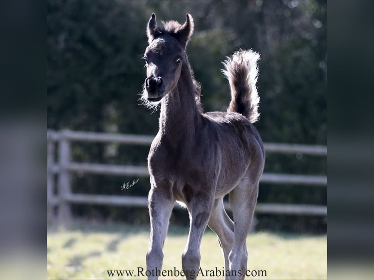 Ägyptischer Araber Hengst Fohlen (03/2025) 155 cm Rappe in Monheim