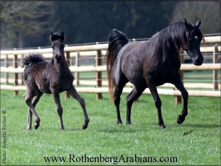 Ägyptischer Araber Hengst Fohlen (01/2024) 155 cm Rappe in Monheim