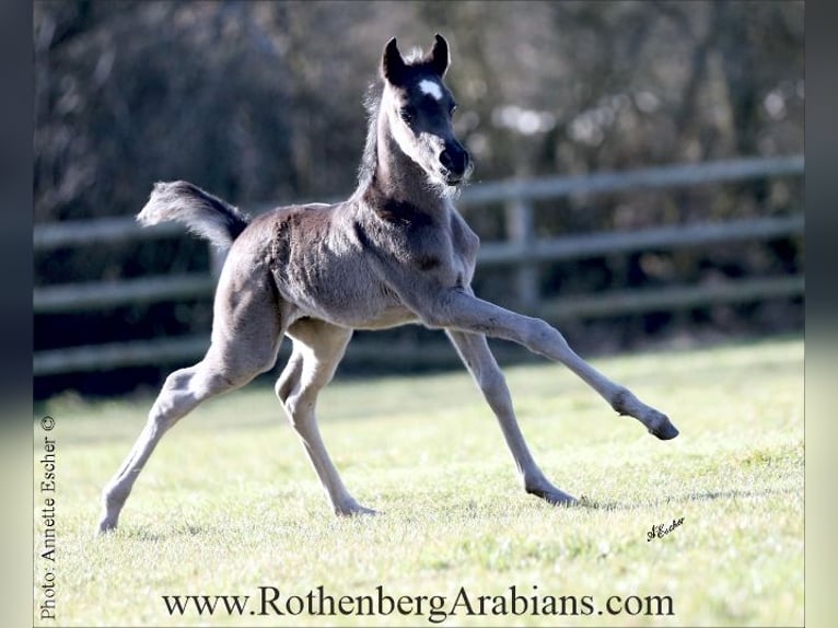Ägyptischer Araber Hengst Fohlen (02/2026) 155 cm Rappe in Monheim