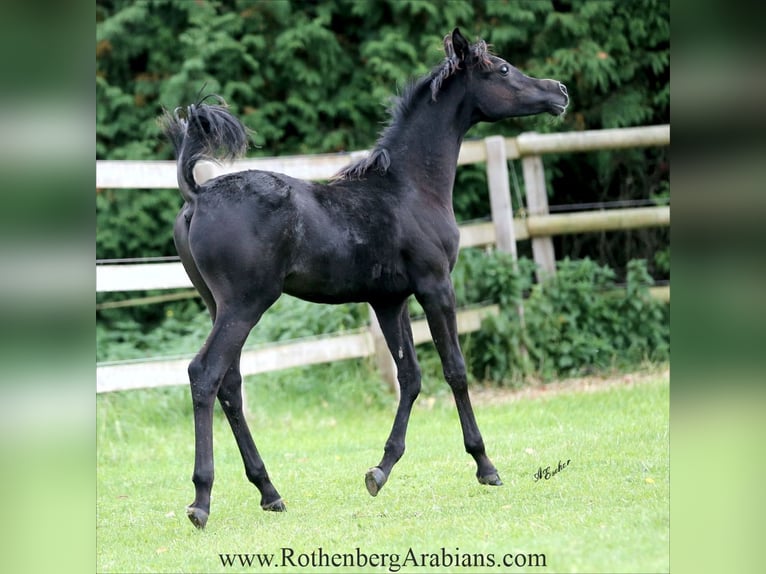 Ägyptischer Araber Hengst Fohlen (03/2025) 155 cm Rappe in Monheim