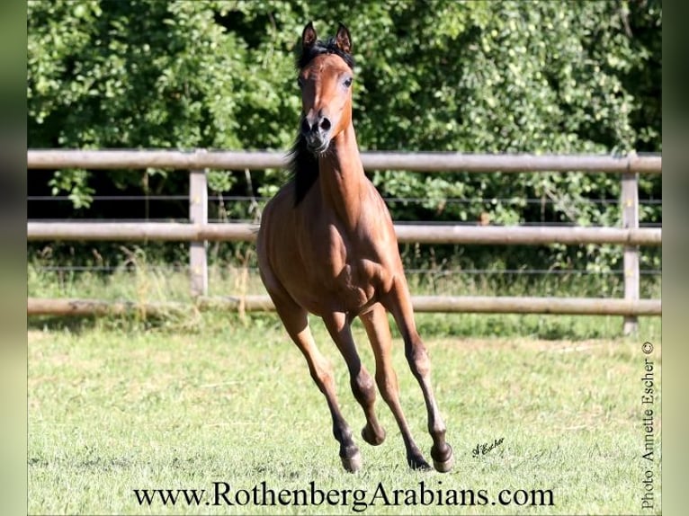 Ägyptischer Araber Hengst Fohlen (03/2025) 155 cm Rappe in Monheim