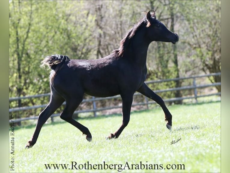 Ägyptischer Araber Hengst Fohlen (03/2025) 155 cm Rappe in Monheim