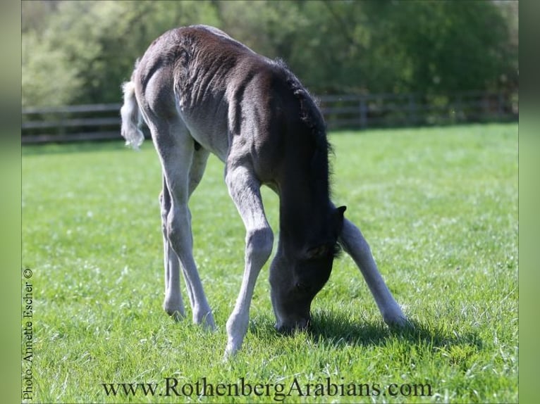 Ägyptischer Araber Hengst Fohlen (01/2026) 155 cm Rappe in Monheim