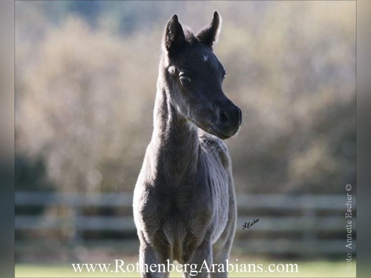 Ägyptischer Araber Hengst Fohlen (02/2026) 155 cm Rappe in Monheim