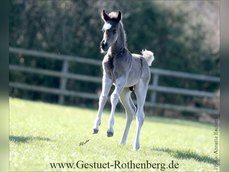 Ägyptischer Araber Hengst Fohlen (02/2026) 155 cm Rappe in Monheim