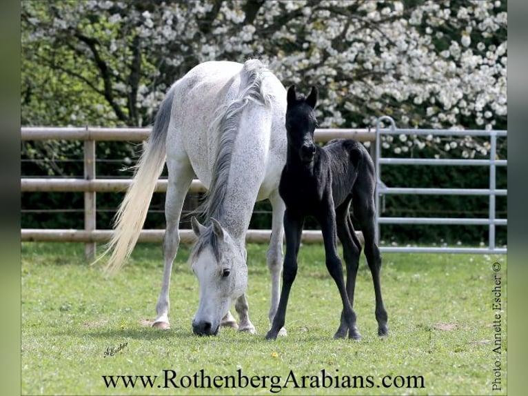 Ägyptischer Araber Hengst  155 cm Rappe in Monheim