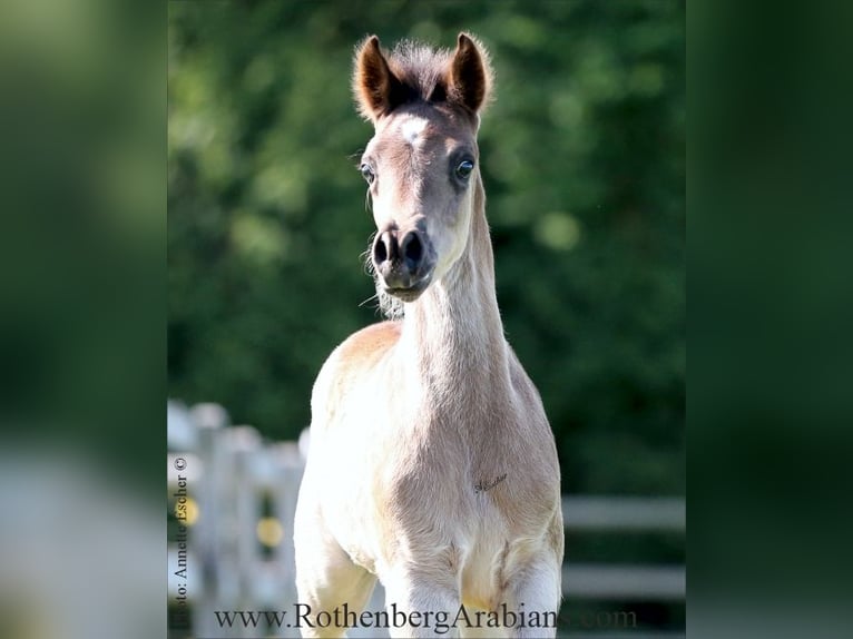 Ägyptischer Araber Hengst  155 cm Rappschimmel in Monheim