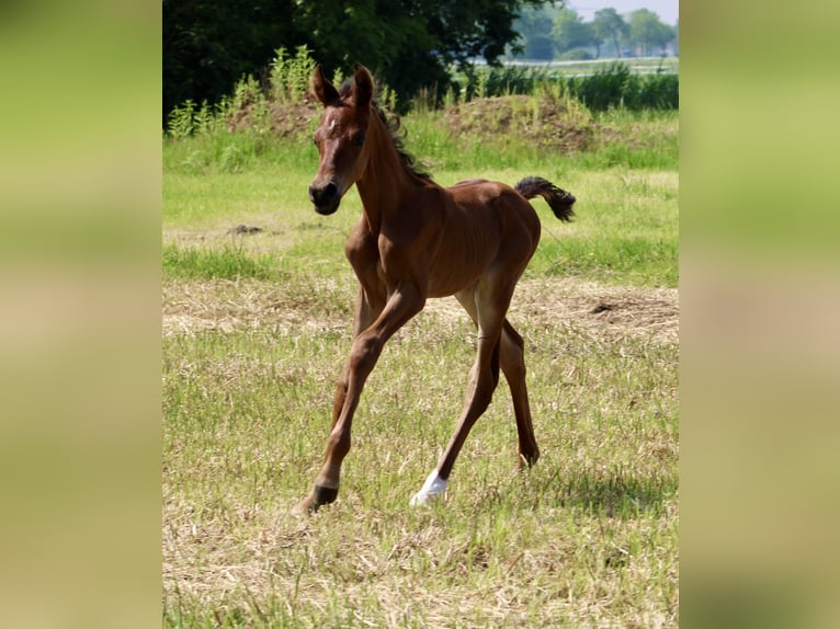 Ägyptischer Araber Hengst Fohlen (05/2024) 156 cm Brauner in Wangerland