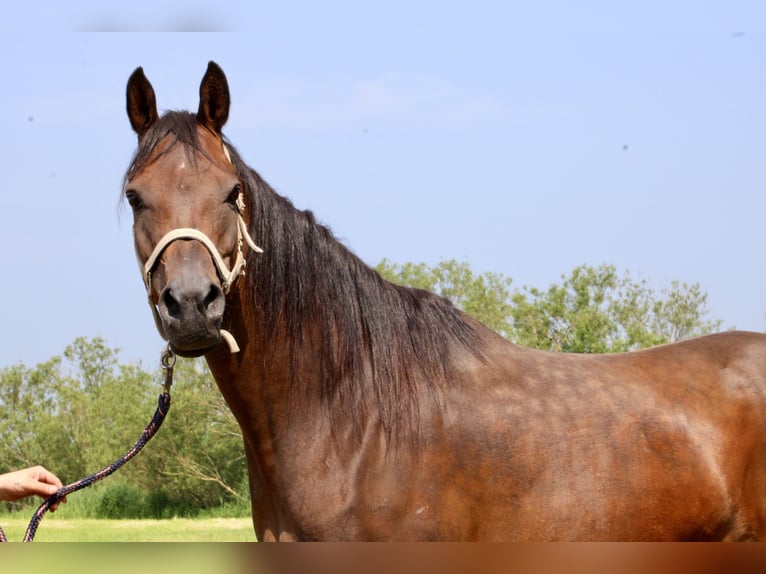 Ägyptischer Araber Hengst Fohlen (05/2024) 156 cm Brauner in Wangerland