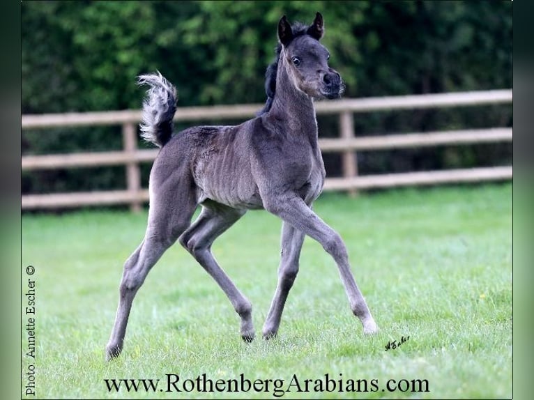 Ägyptischer Araber Hengst Fohlen (04/2024) 156 cm Rappe in Monheim