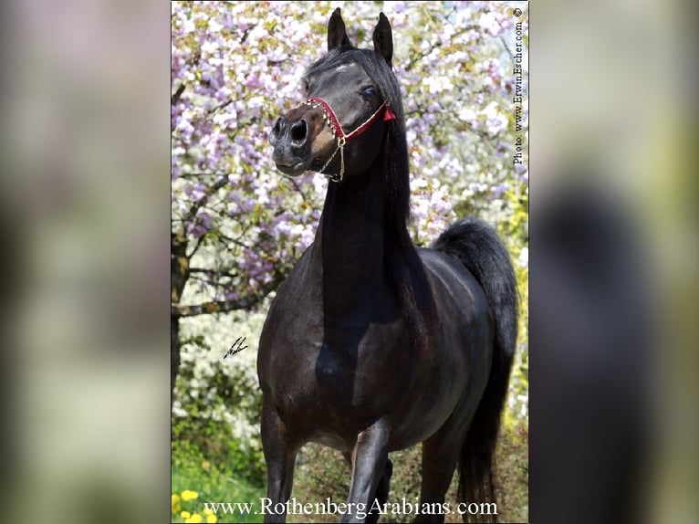 Ägyptischer Araber Hengst Fohlen (04/2024) 156 cm Rappe in Monheim