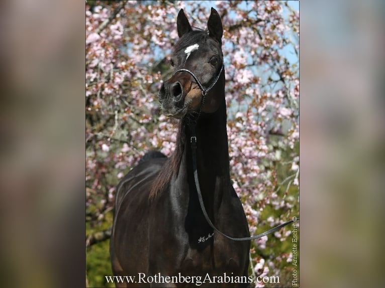 Ägyptischer Araber Hengst Fohlen (04/2024) 156 cm Rappe in Monheim