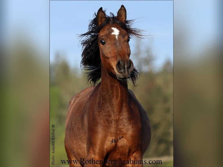 Ägyptischer Araber Hengst Fohlen (03/2025) 156 cm Rappe in Monheim