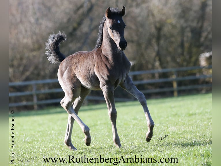 Ägyptischer Araber Hengst Fohlen (01/2026) 156 cm Rappe in Monheim