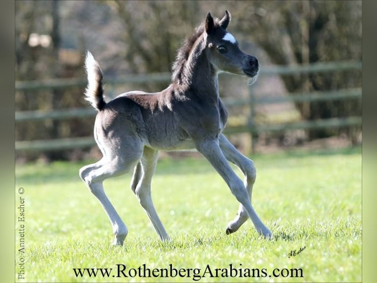 Ägyptischer Araber Hengst Fohlen (01/2026) 156 cm Rappe in Monheim