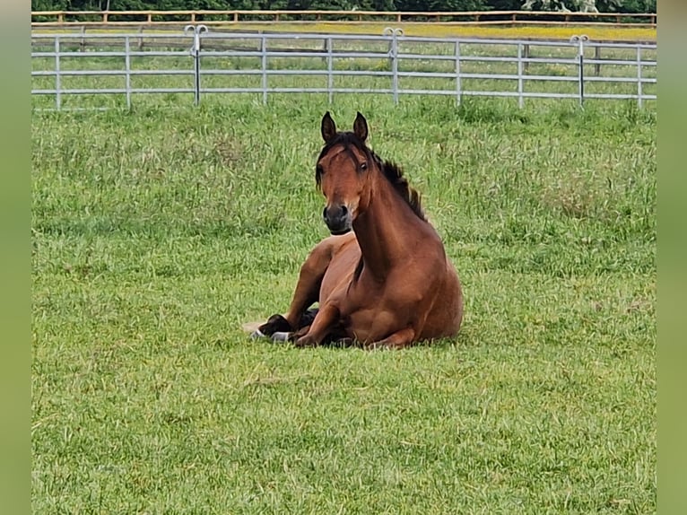 Ägyptischer Araber Hengst Fohlen (01/2026) 156 cm Rappe in Monheim