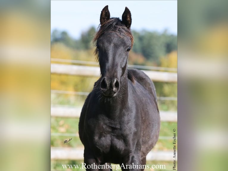 Ägyptischer Araber Hengst Fohlen (01/2025) 157 cm Rappe in Monheim