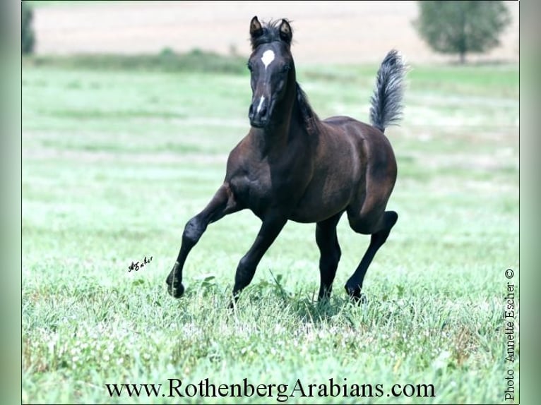 Ägyptischer Araber Hengst Fohlen (03/2024) 157 cm Rappe in Monheim