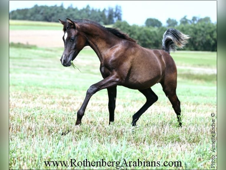 Ägyptischer Araber Hengst  157 cm Rappe in Monheim