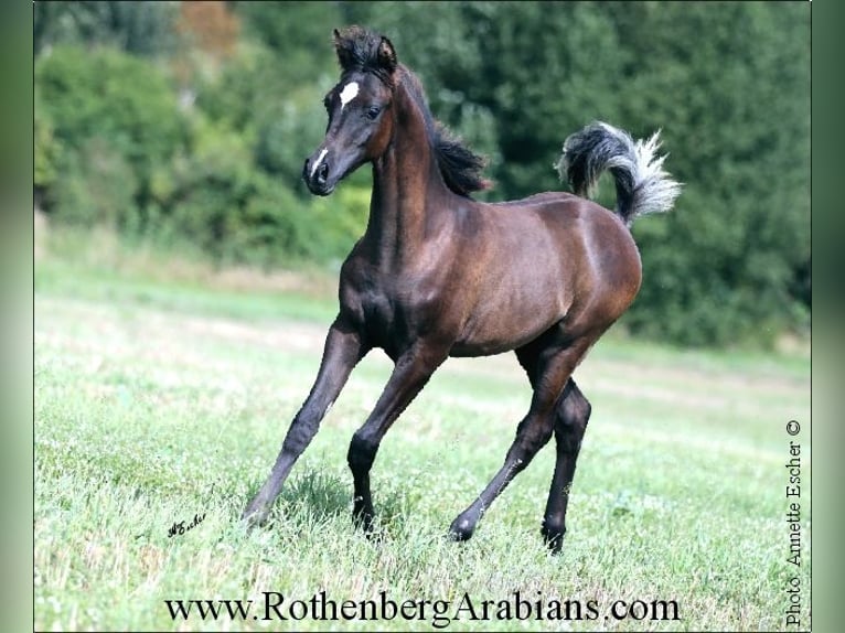 Ägyptischer Araber Hengst Fohlen (03/2024) 157 cm Rappe in Monheim